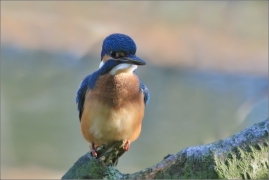<p>LEDŇÁČEK ŘÍČNÍ (Alcedo attis) Šluknovsko - Jiříkov /Common kingfisher - Eisvogel/</p>